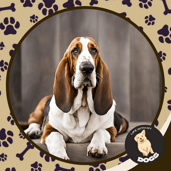 20 Facts About Basset Hounds - Life With My Dogs