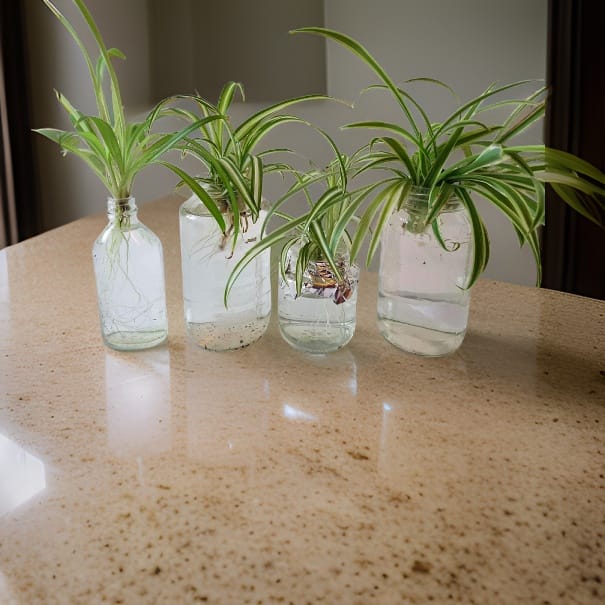 Unlocking Success: Spider Plant Hydroponic Techniques - HouseplantJoy.com