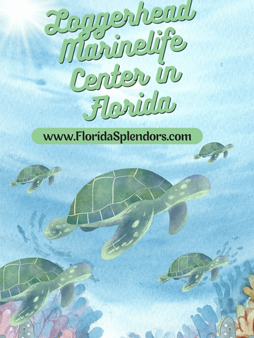 Loggerhead Marinelife Center in Florida