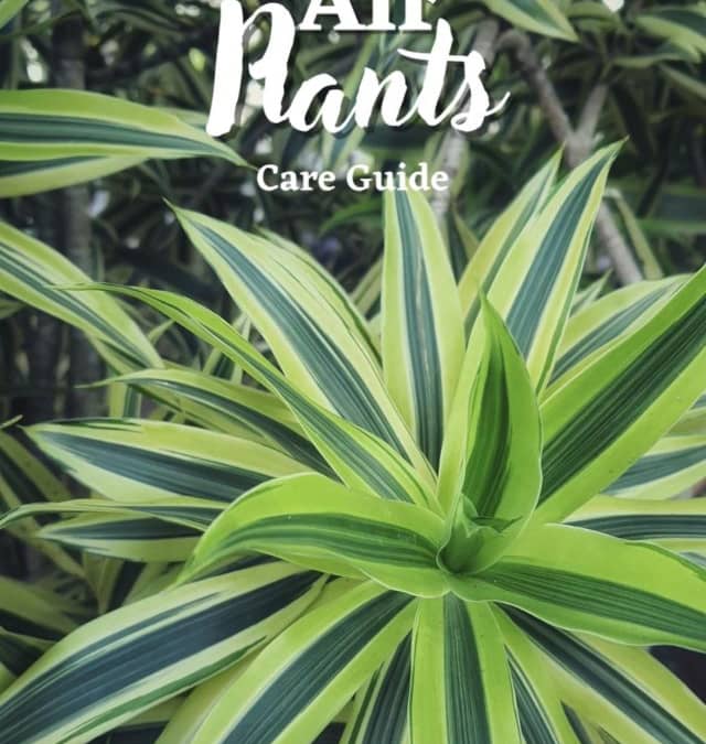 Air Plants: Care Guide | www.HouseplantJoy.com