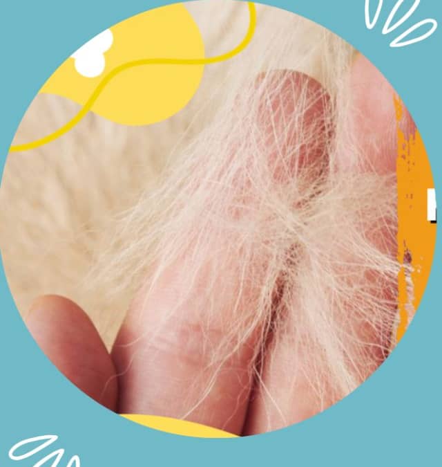 How to Reduce Pet Dander Especially for Dogs