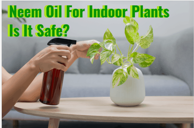neem oil for indoor plants