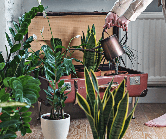 low-light houseplants