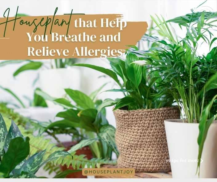 Title-Houseplant that Help You Breathe and Relieve Allergies