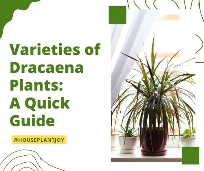 Title-Varieties of Dracaena Plants: A Quick Guide