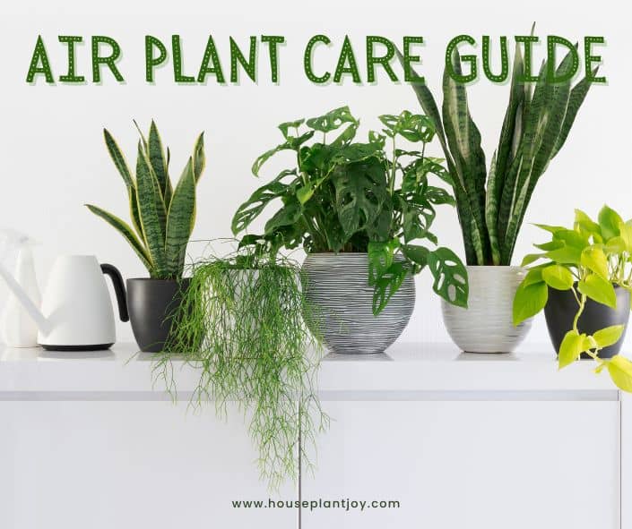 Title- Air Plant Care Guide