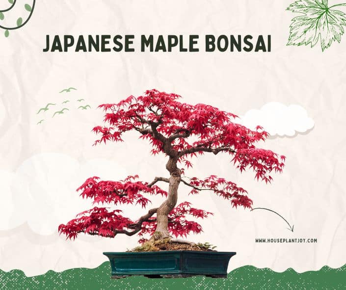 Title-Japanese Maple Bonsai