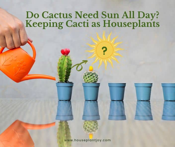 Do Cactus Need Sun All Day Keeping Cacti as Houseplants