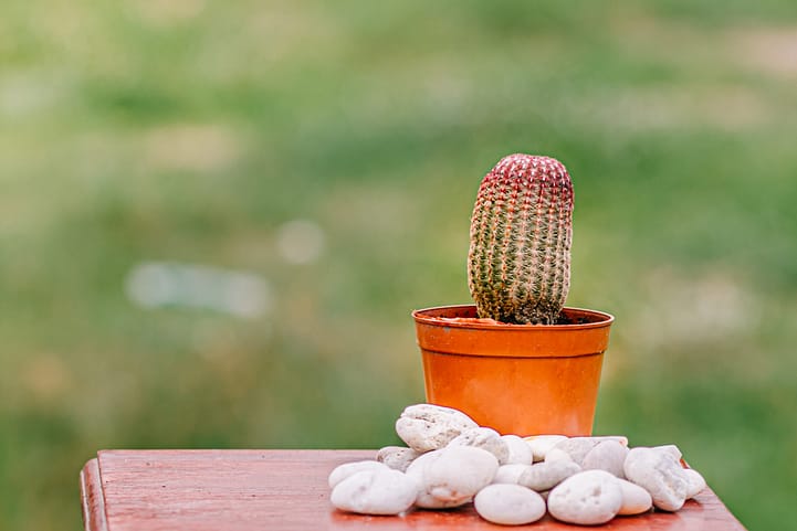 Fungus on Cactus: A Complete Beginner's Guide - HouseplantJoy.com