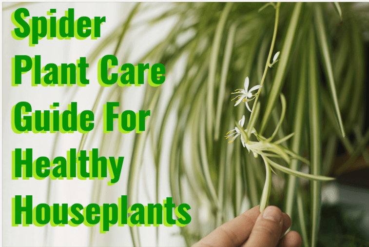 spider plant care guide