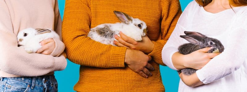 prevent rabbit injuries