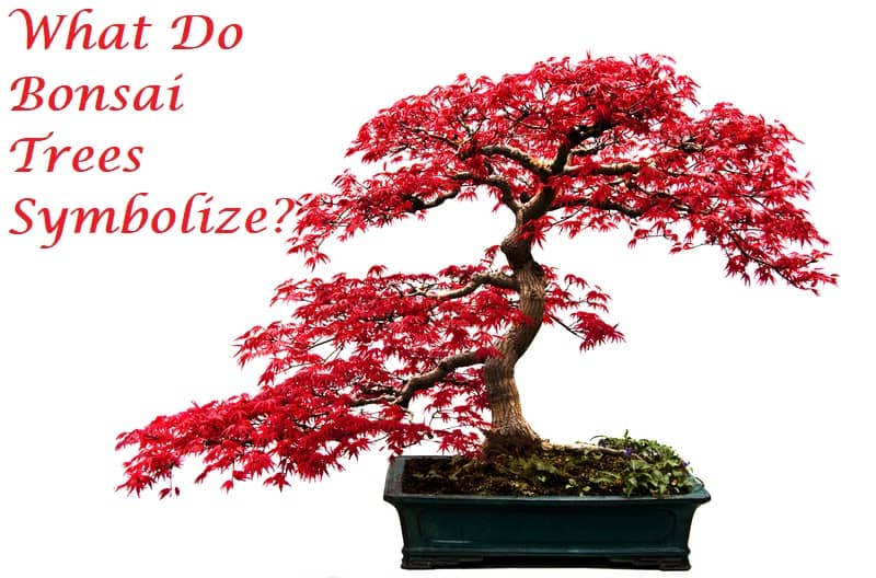 what do bonsai trees symbolize