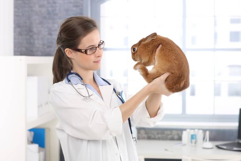 spaying or neutering pet to stop rabbit biting