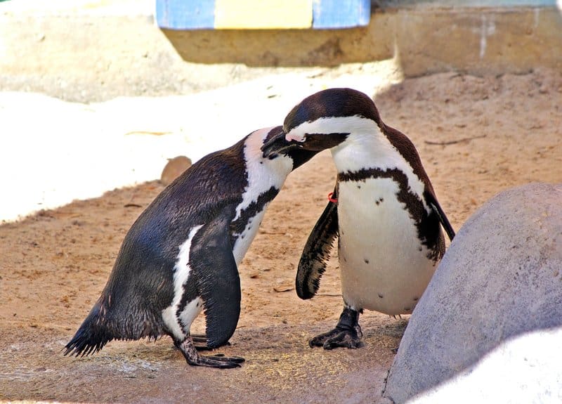 Are There Penguins In Florida?