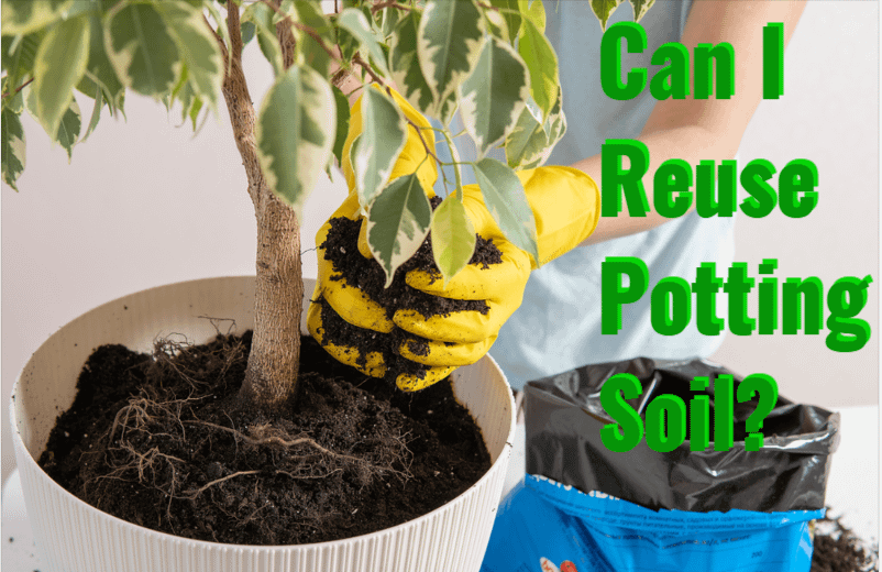 can i reuse potting soil