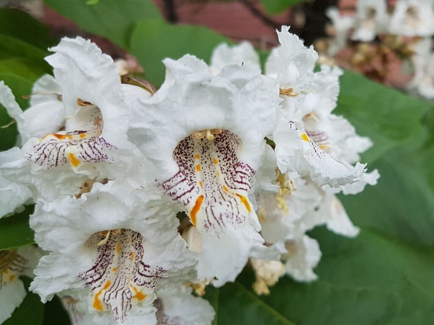 Favorite Flowering Bonsai Trees - HouseplantJoy.com