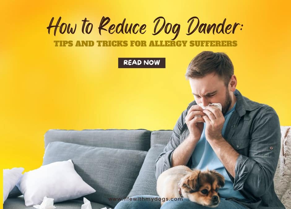 How to Reduce Dog Dander: Tips and Tricks for Allergy Sufferers