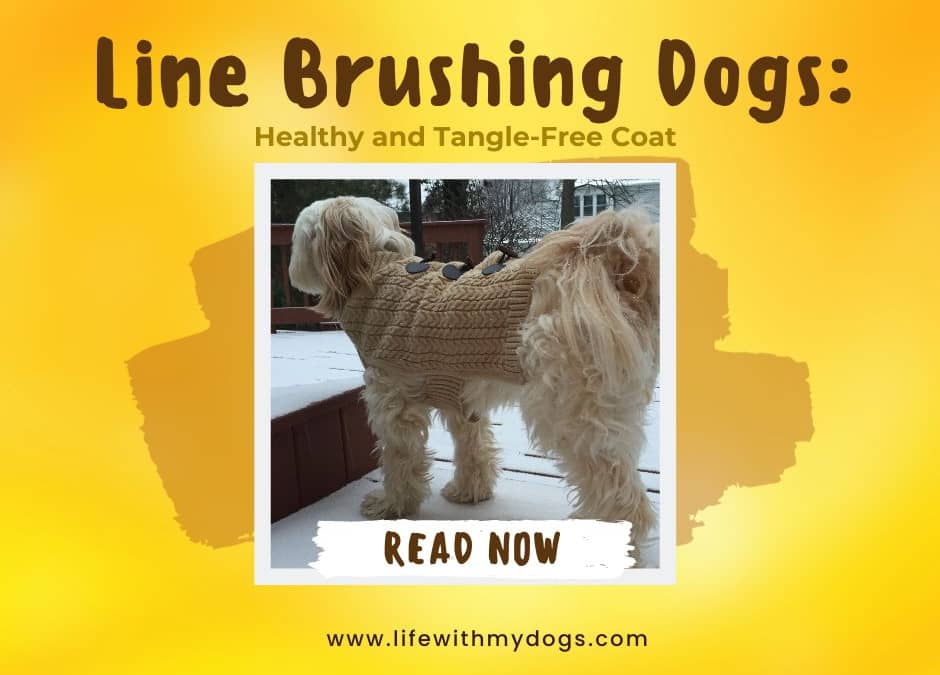 Line Brushing Dogs: Healthy and Tangle-Free Coat