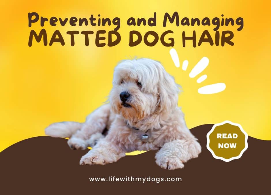 Preventing and Managing Matted Dog Hair