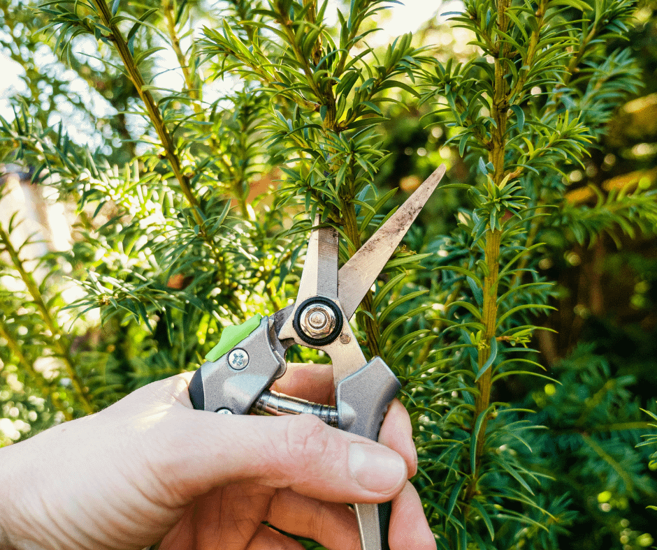 houseplant cuttings