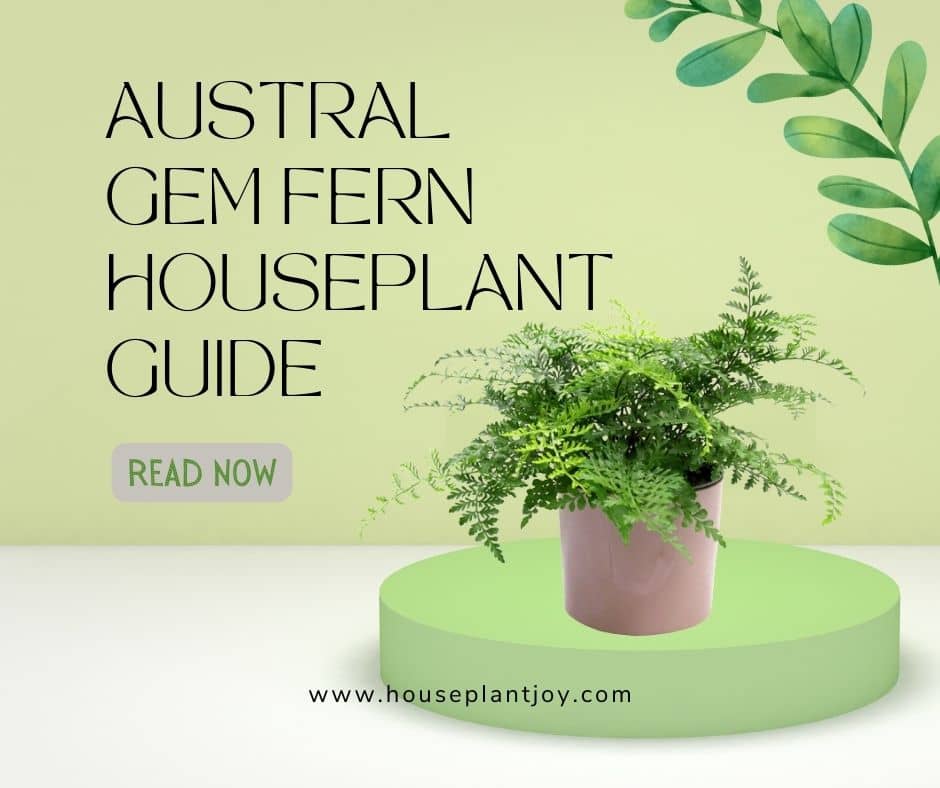 Austral Gem Fern Houseplant Guide