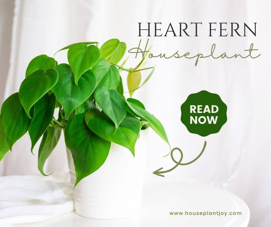 Heart Fern Houseplant