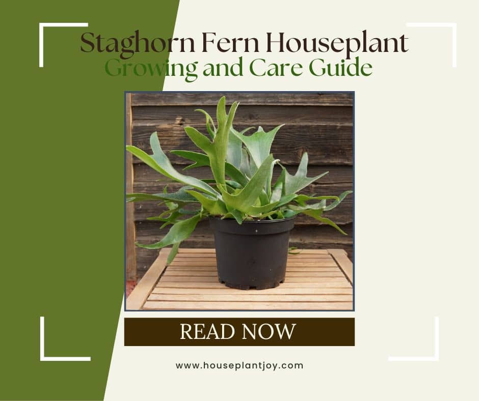 Staghorn Fern Houseplant Growing and Care Guide