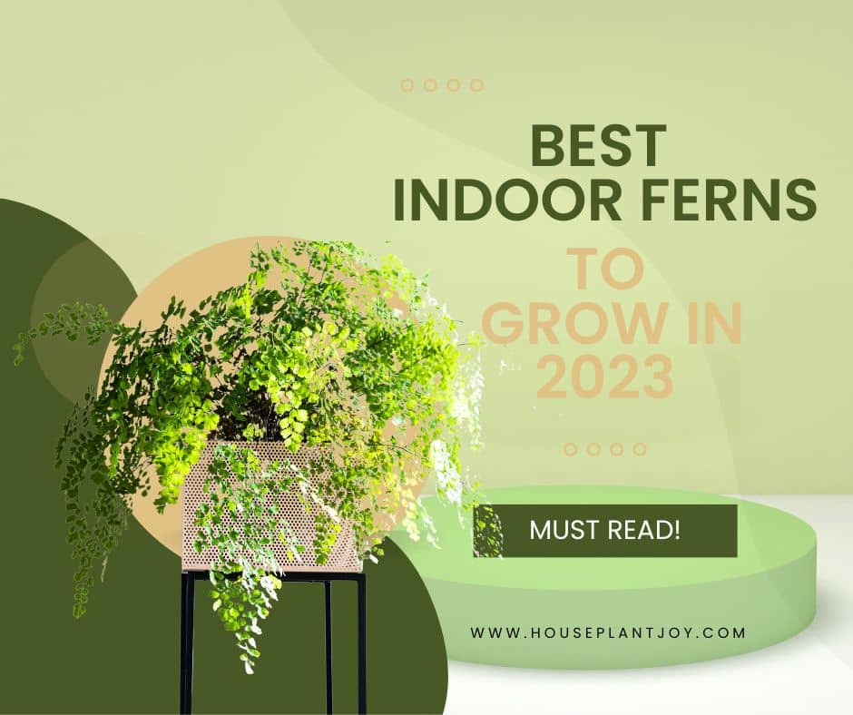 Best Indoor Ferns to Grow in 2023