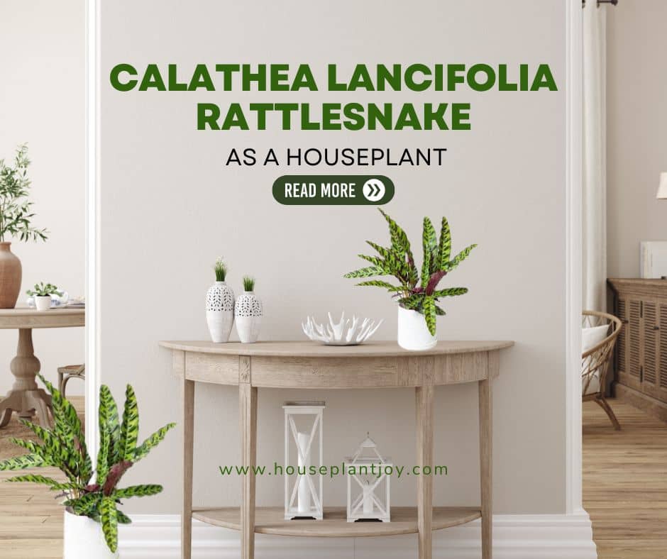 Calathea Lancifolia Rattlesnake as a Houseplant