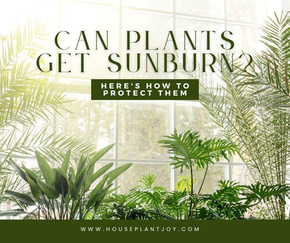 Can Plants Get Sunburn? Here's How to Protect Them