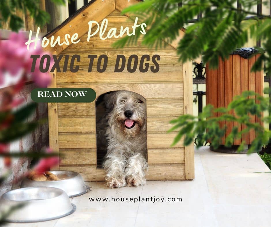 House Plants Toxic to Dogs