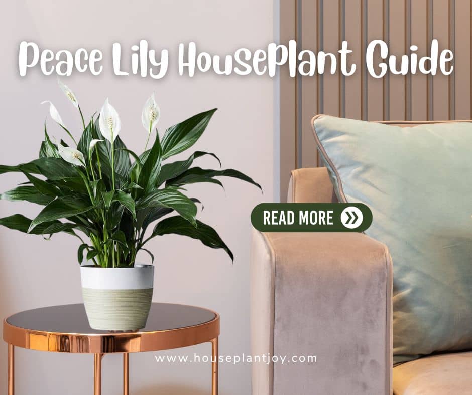 Peace Lily Houseplant Guide