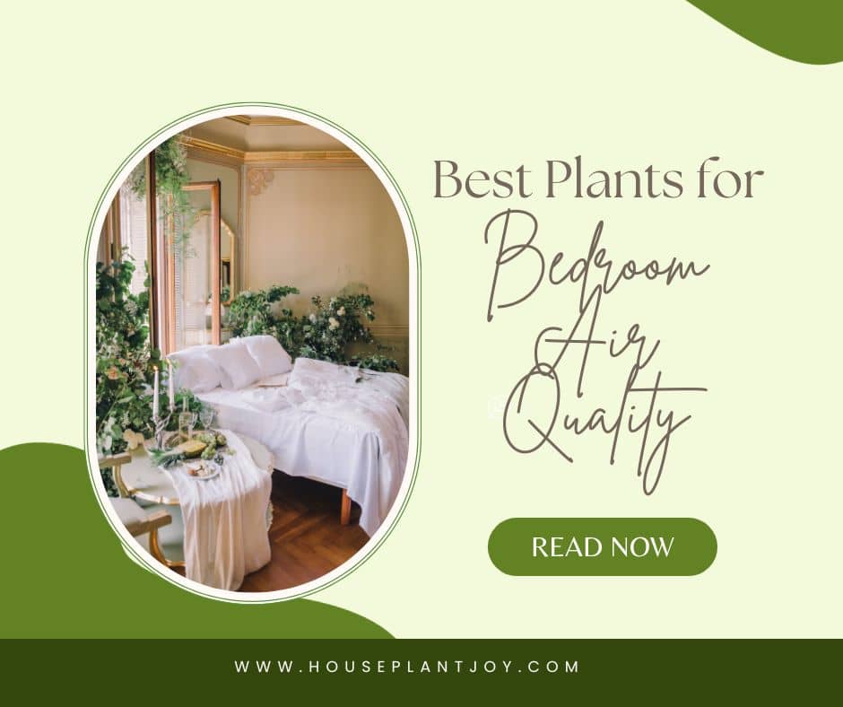 Best Plants for Bedroom Air Quality