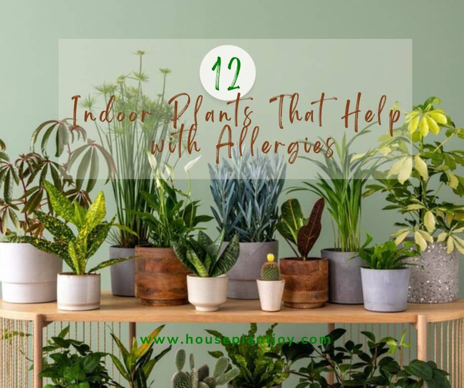 12 Indoor Plants That Help with Allergies