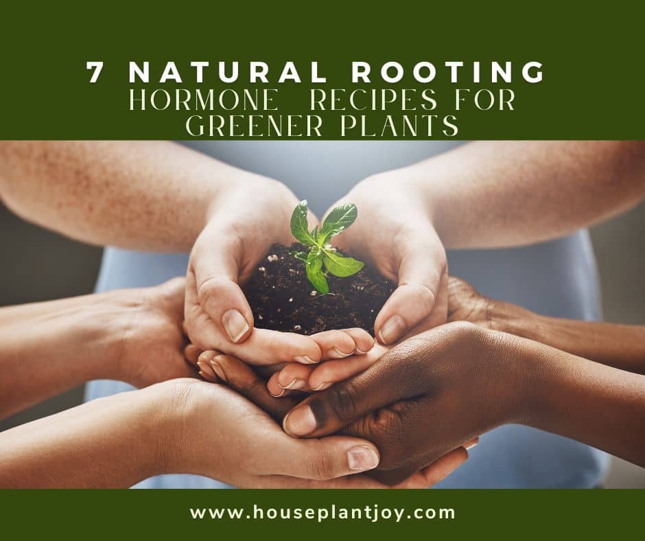 7 Natural Rooting Hormone Recipes for Greener Plants