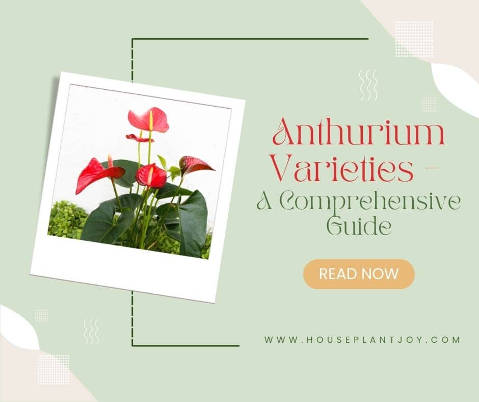 Anthurium Varieties– A Comprehensive Guide