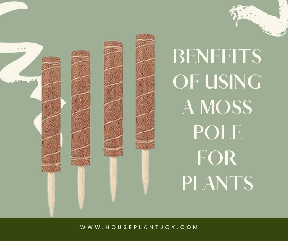 Benefits of Using a Moss Pole for Plants