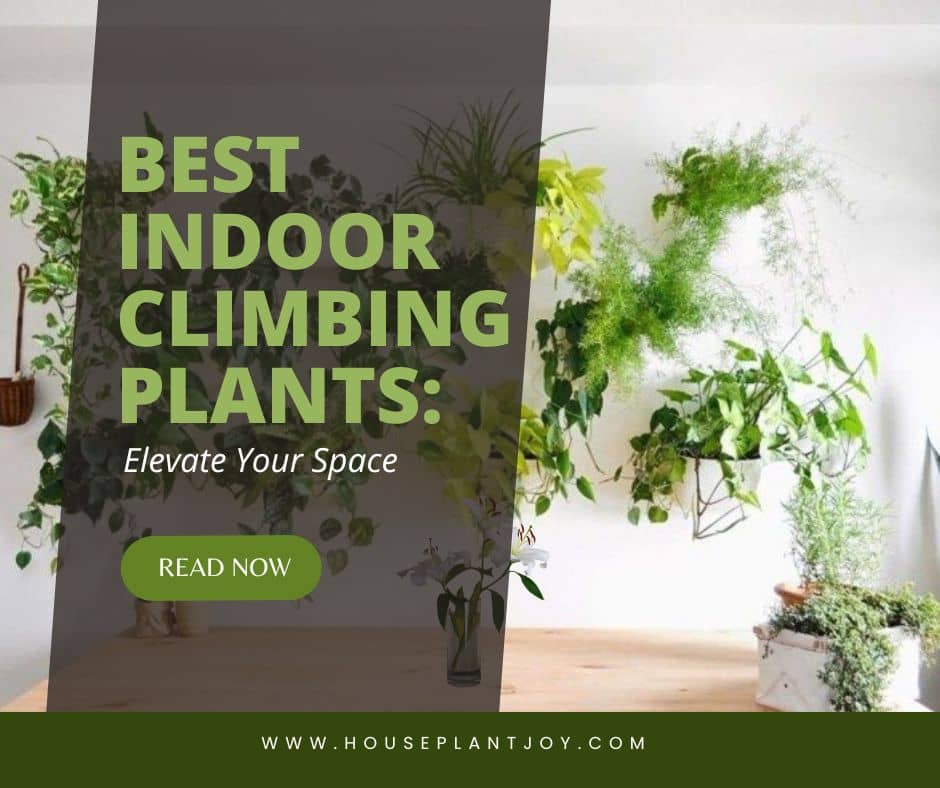 Best Indoor Climbing Plants Elevate Your Space