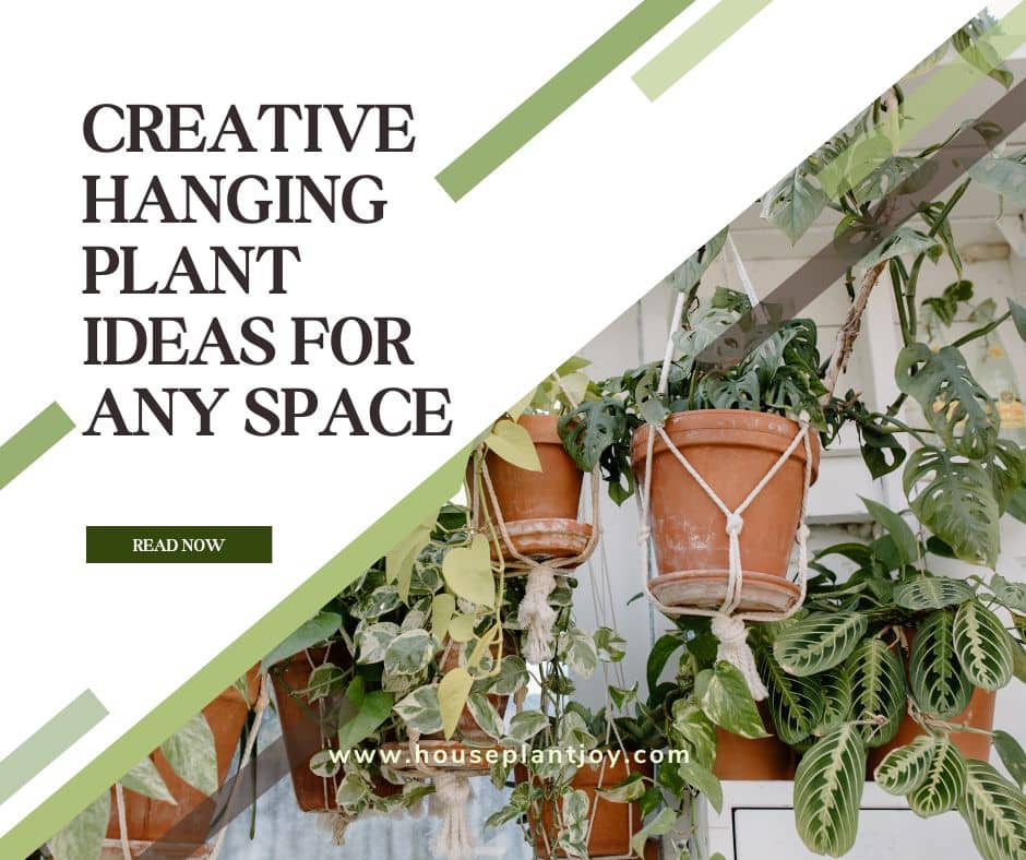 Creative Hanging Plant Ideas for Any Space