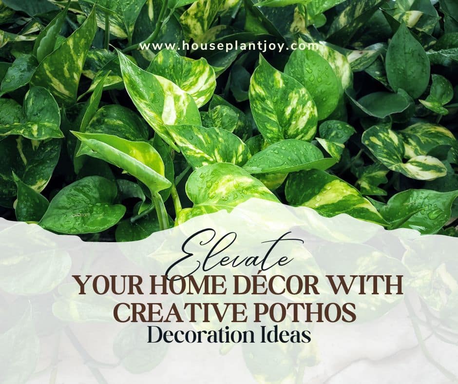 Elevate Your Home Décor with Creative Pothos Decoration Ideas