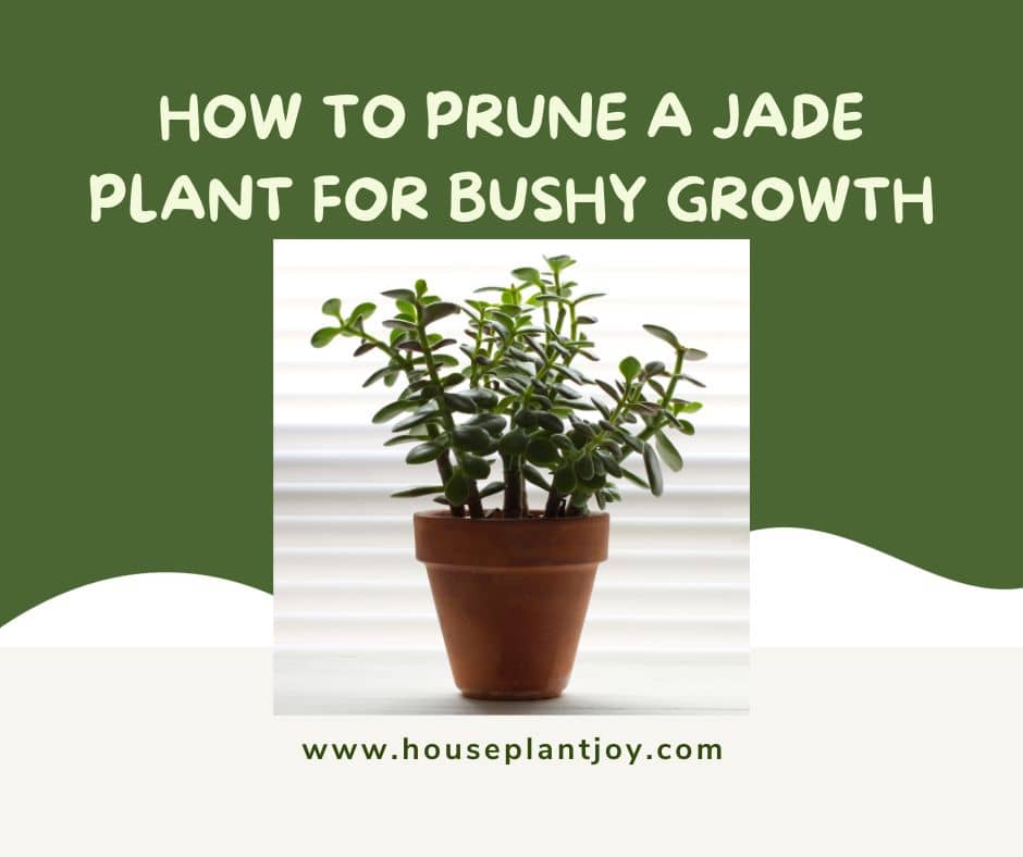 How to Prune a Jade Plant for Bushy Growth