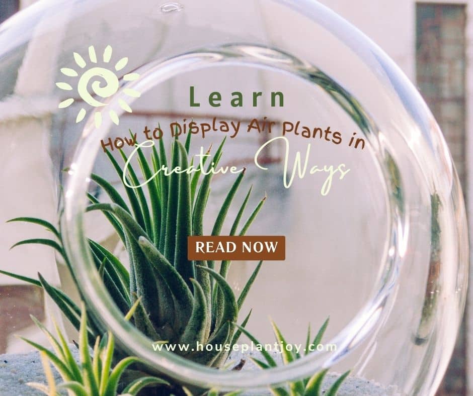 Learn How to Display Air Plants in Creative Ways