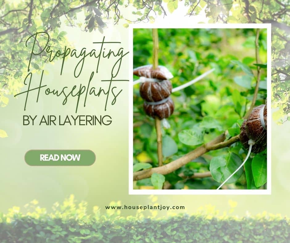 Propagating Houseplants by Air Layering