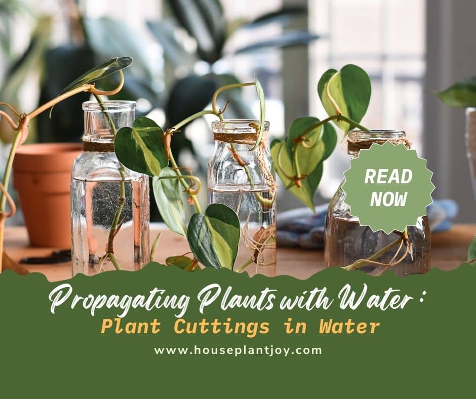 Propagating Plants with Water Plant Cuttings in Water