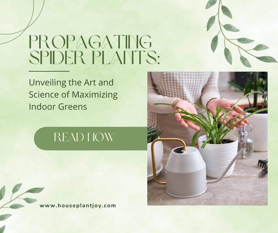 Propagating Spider Plants Unveiling the Art and Science of Maximizing Indoor Greens