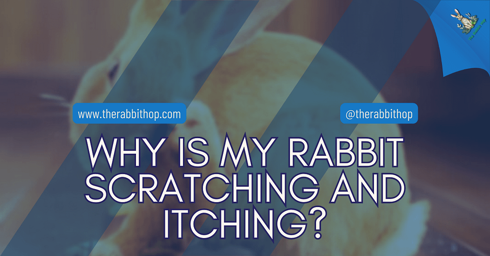 Why Is My Rabbit Scratching and Itching? - The Rabbit Hop