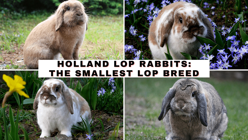 Holland Lop Rabbits: The Smallest Lop Breed - The Rabbit Hop