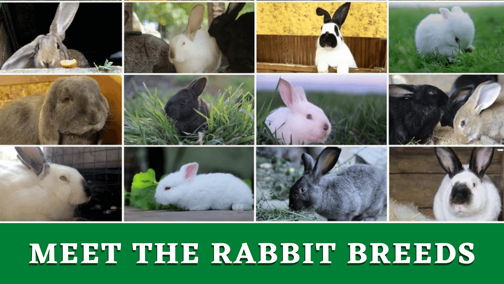 Meet the Rabbit Breeds - The Rabbit Hop