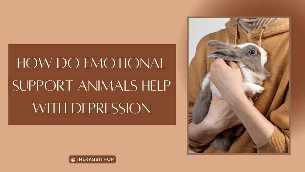 how-do-emotional-support-animals-help-with-depression-the-rabbit-hop