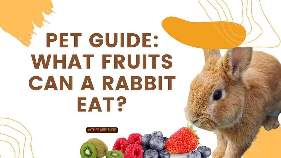 Pet Guide: What Fruits Can A Rabbit Eat?